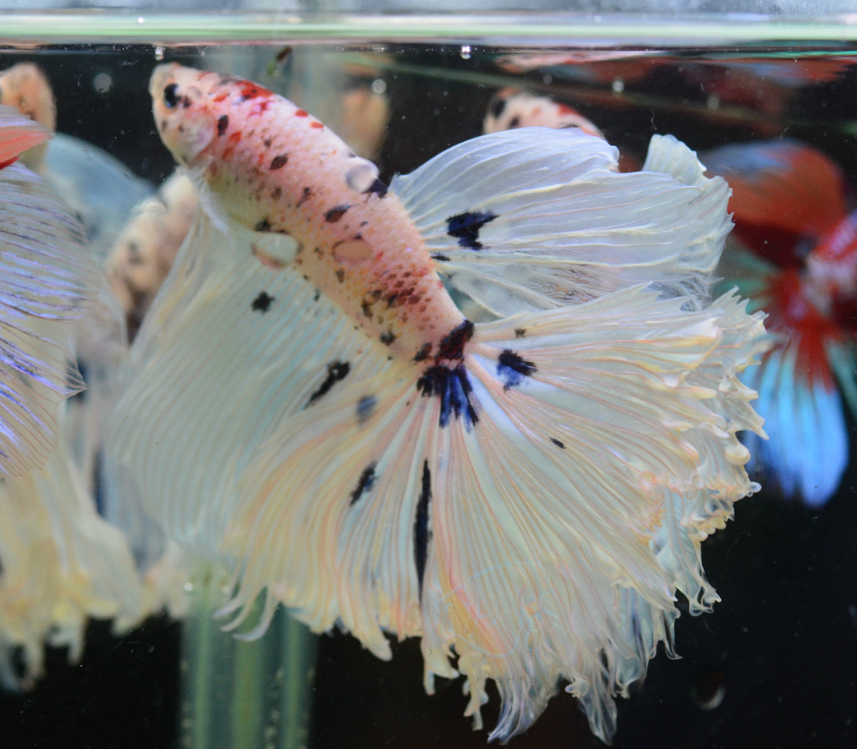 Giant Dalmatian Delta-tail Male