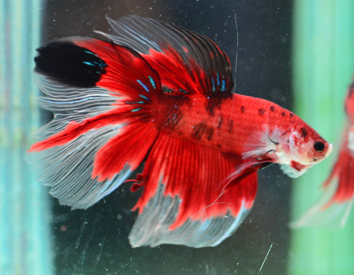 Giant Red Koi Delta-tail Male