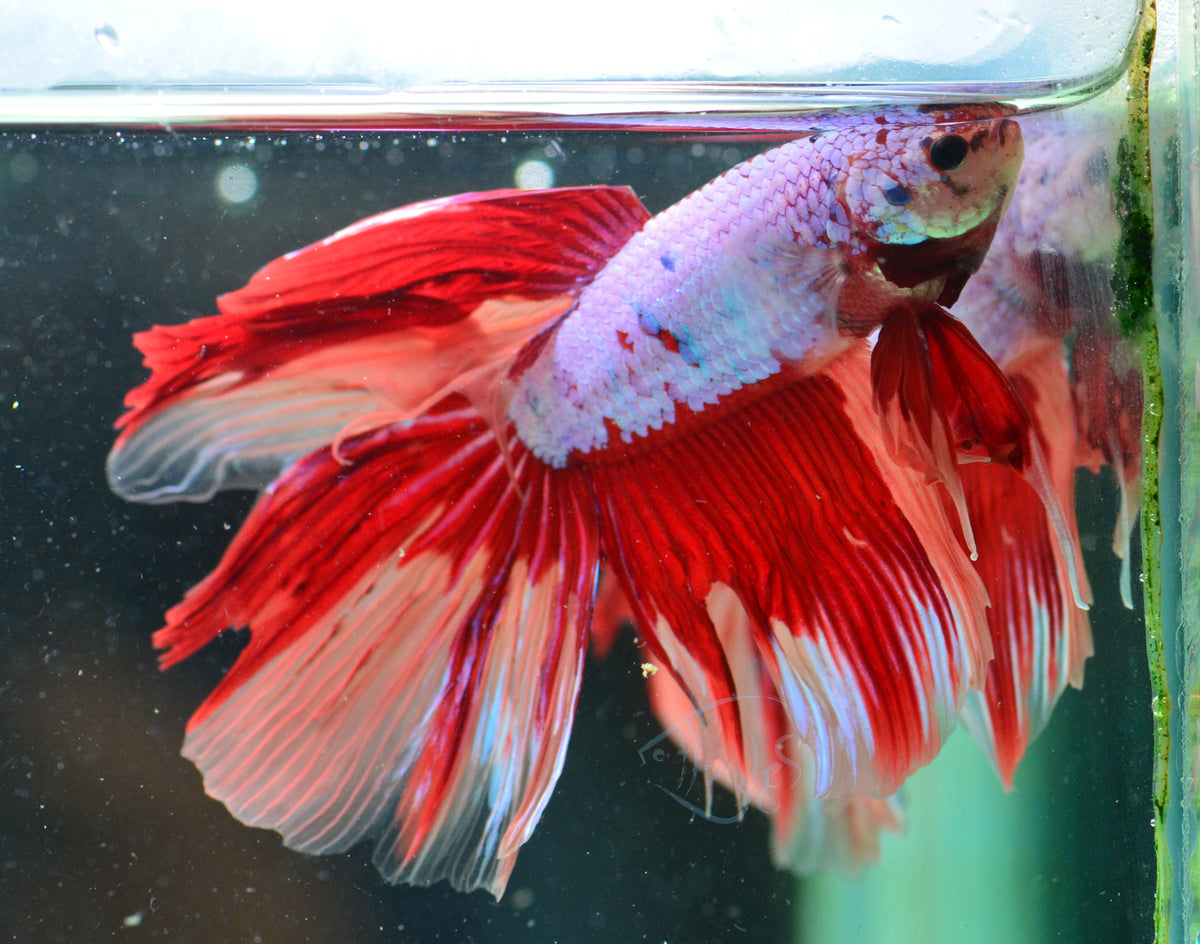 Giant Dragonscale Nemo Delta-tail Male