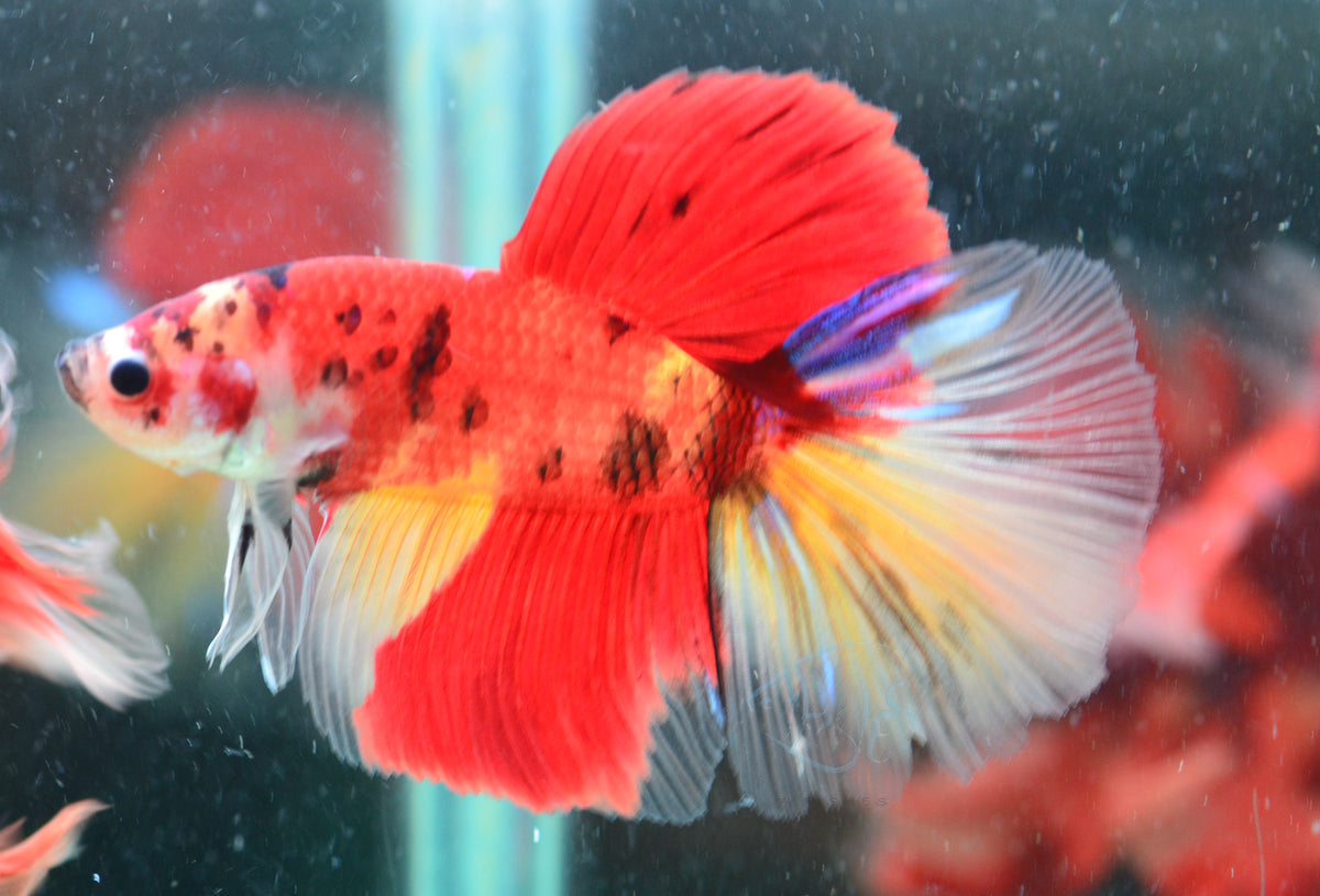 Giant Nemo Delta-tail Male