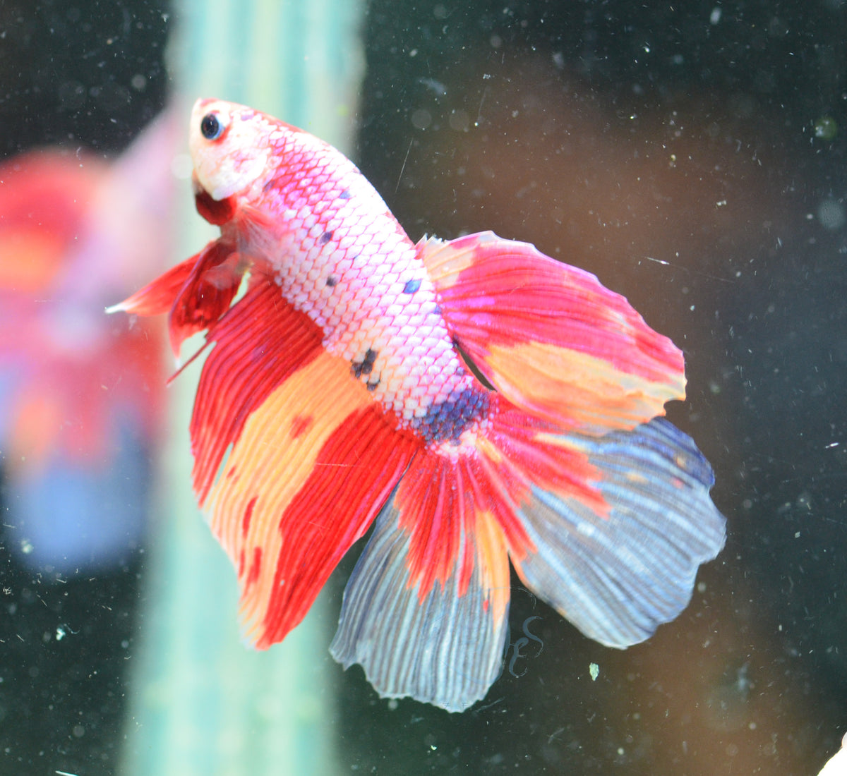 Giant Candy Delta-tail Male