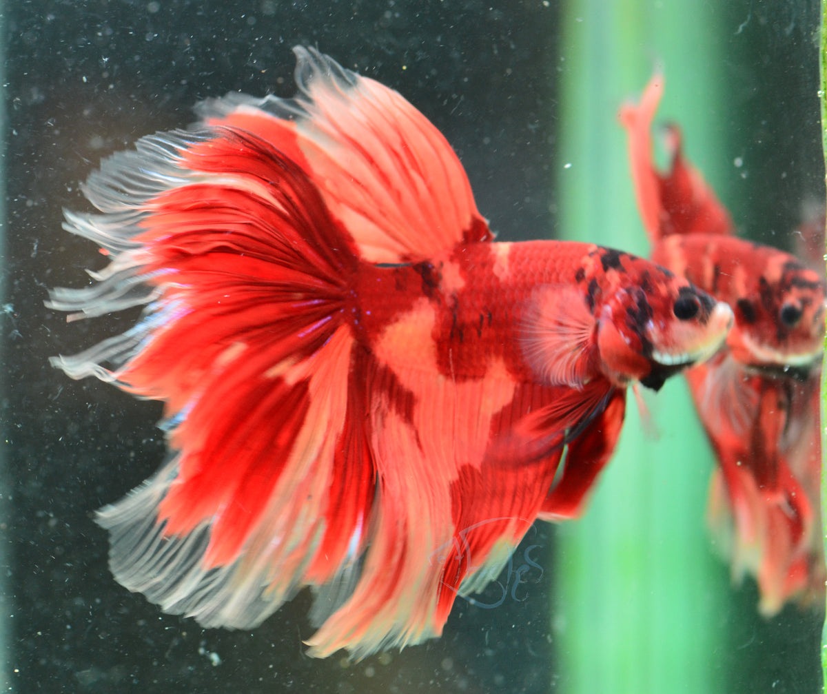 Giant Nemo Delta-tail Male