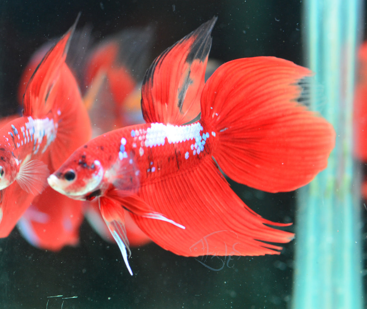 Giant Red Galaxy Delta-tail Male