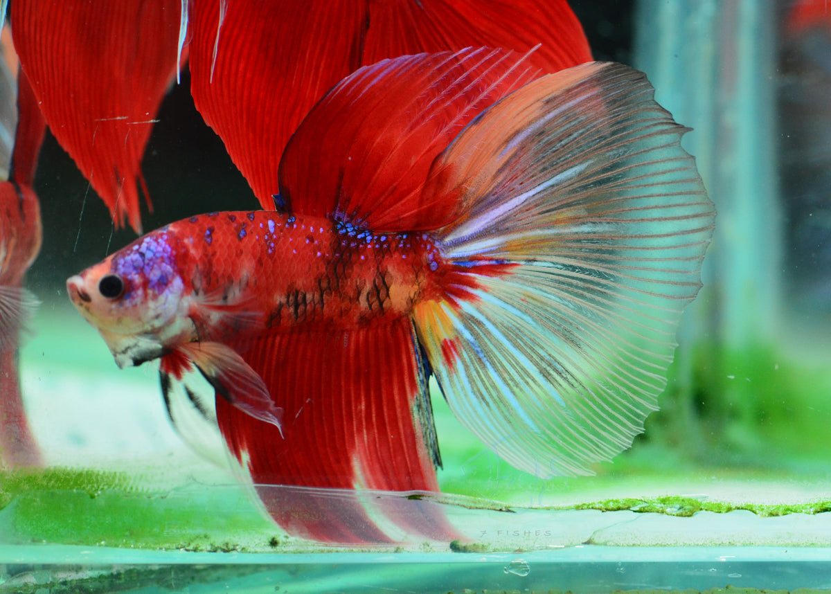 Giant Koi  Delta-tail Male