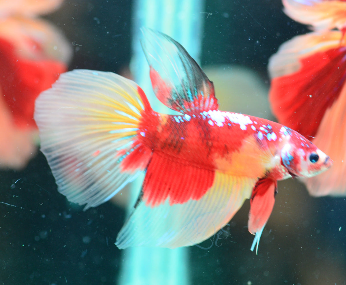 Giant Nemo  Delta-tail Male