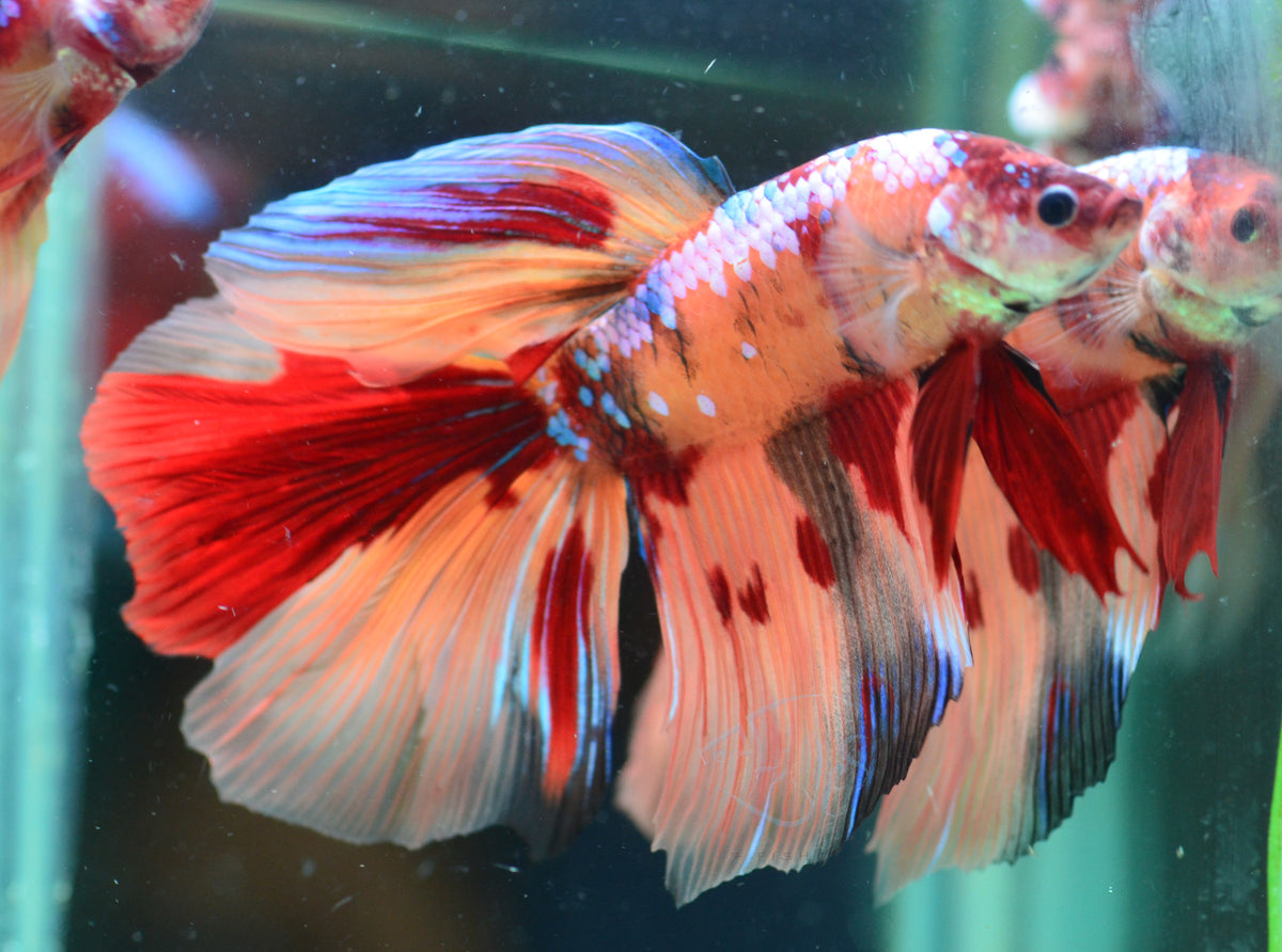 Giant Nemo  Delta-tail Male