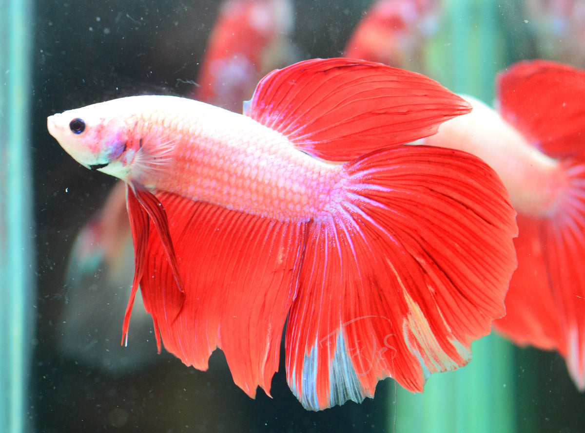 Giant Iridescent Red  Delta-tail Male