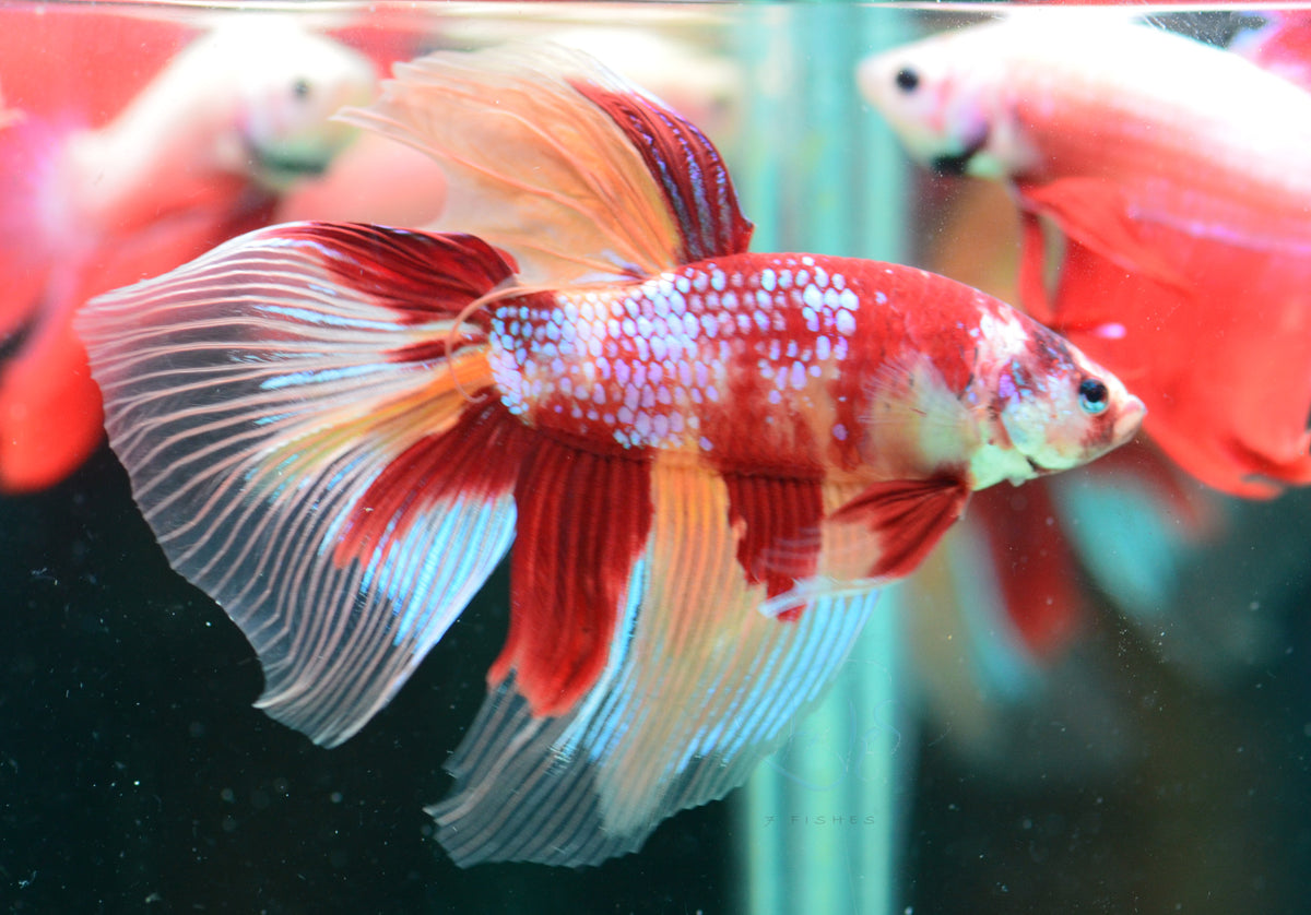 Giant Nemo Delta-tail Male