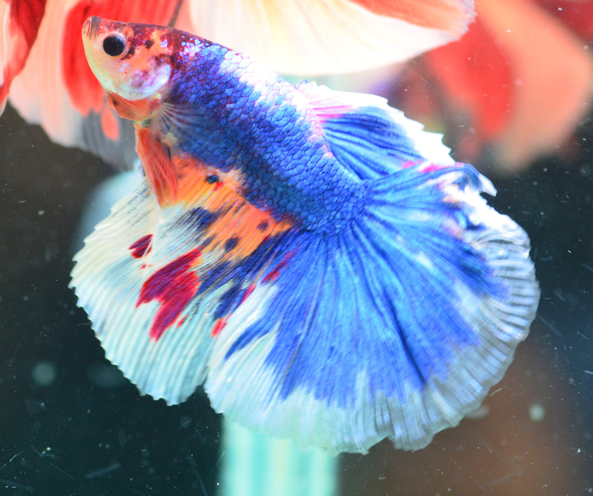 Giant Marble Delta-tail Male
