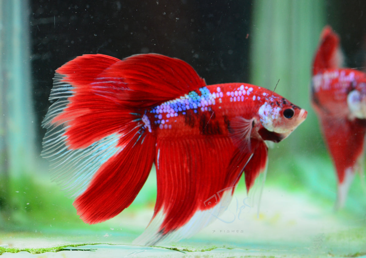 Giant Red Koi Delta-tail Male