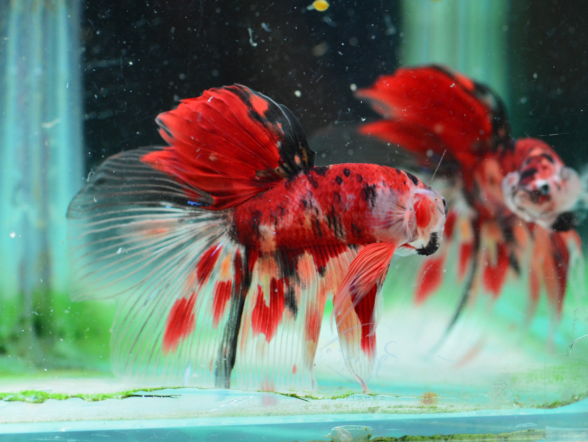 Giant Nemo Delta-tail Male