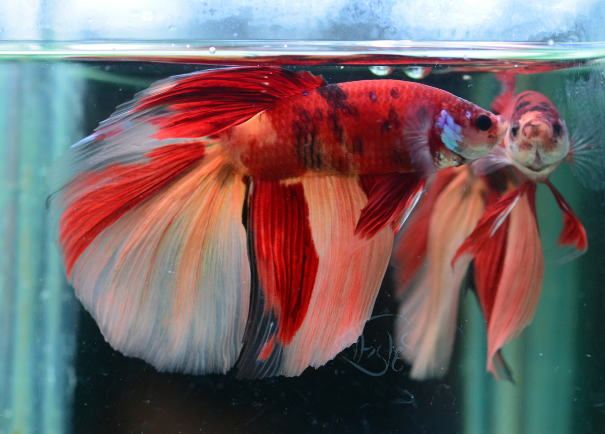 Giant Nemo Delta-tail Male