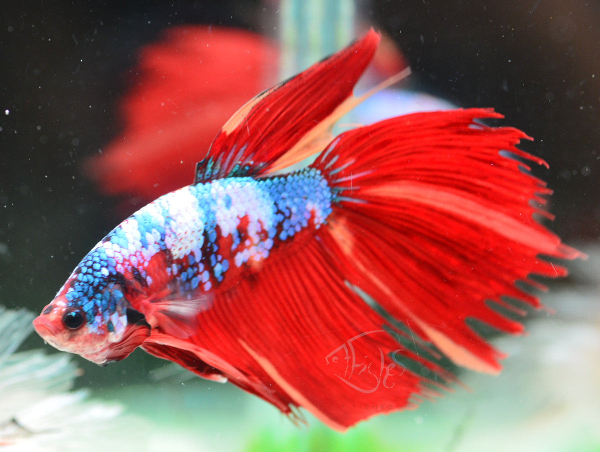 Giant Fancy Koi Delta-tail Male