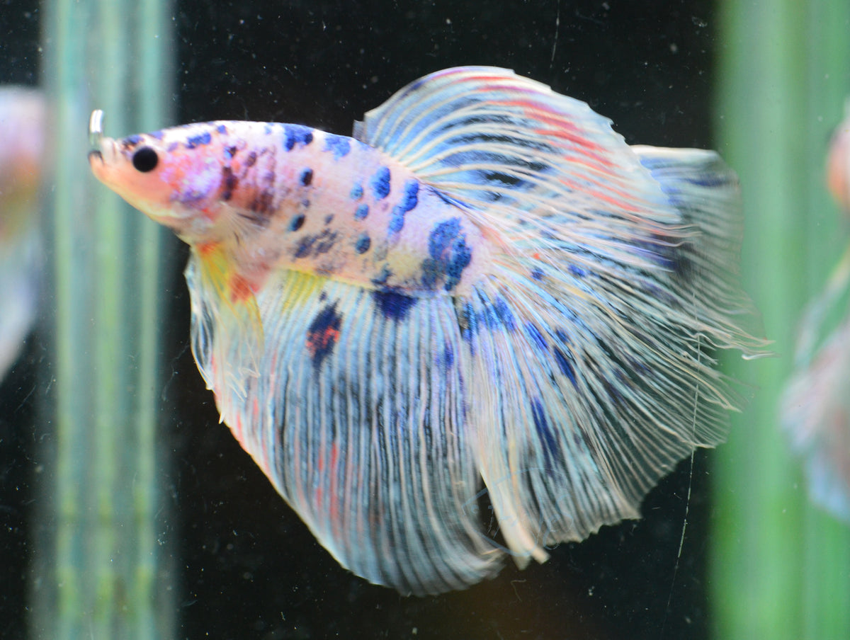 Giant Dalmatian Delta-tail Male