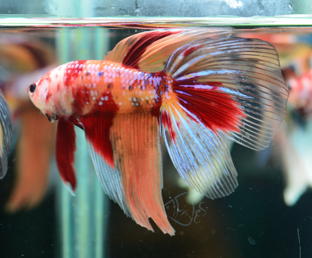 Giant Nemo Delta-tail Male