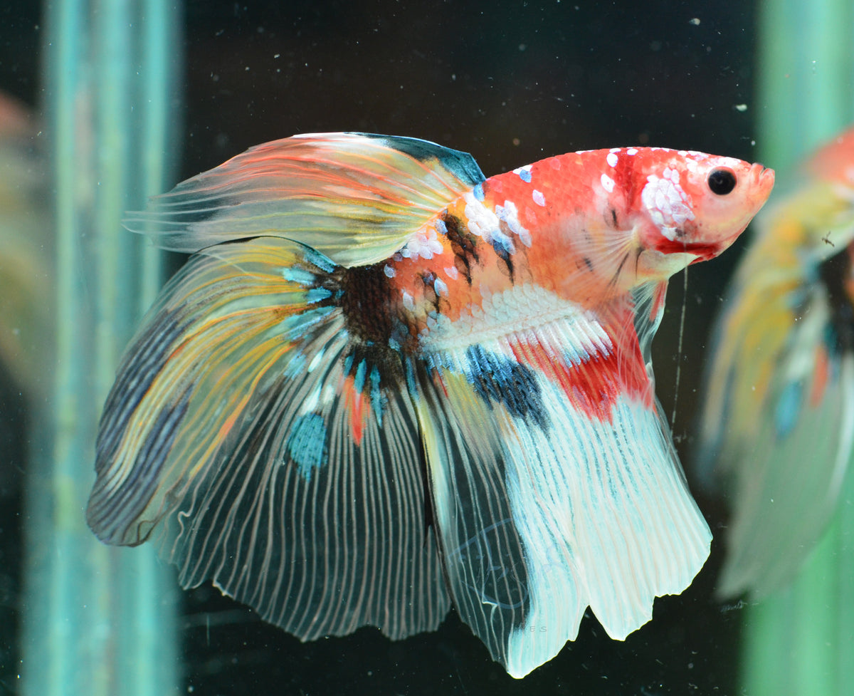 Giant Nemo Delta-tail Male