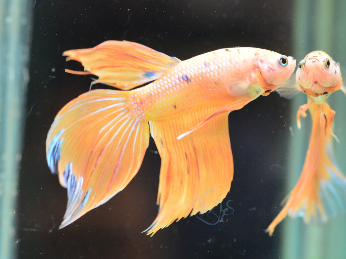 Giant Yellow Marble Delta-tail Male