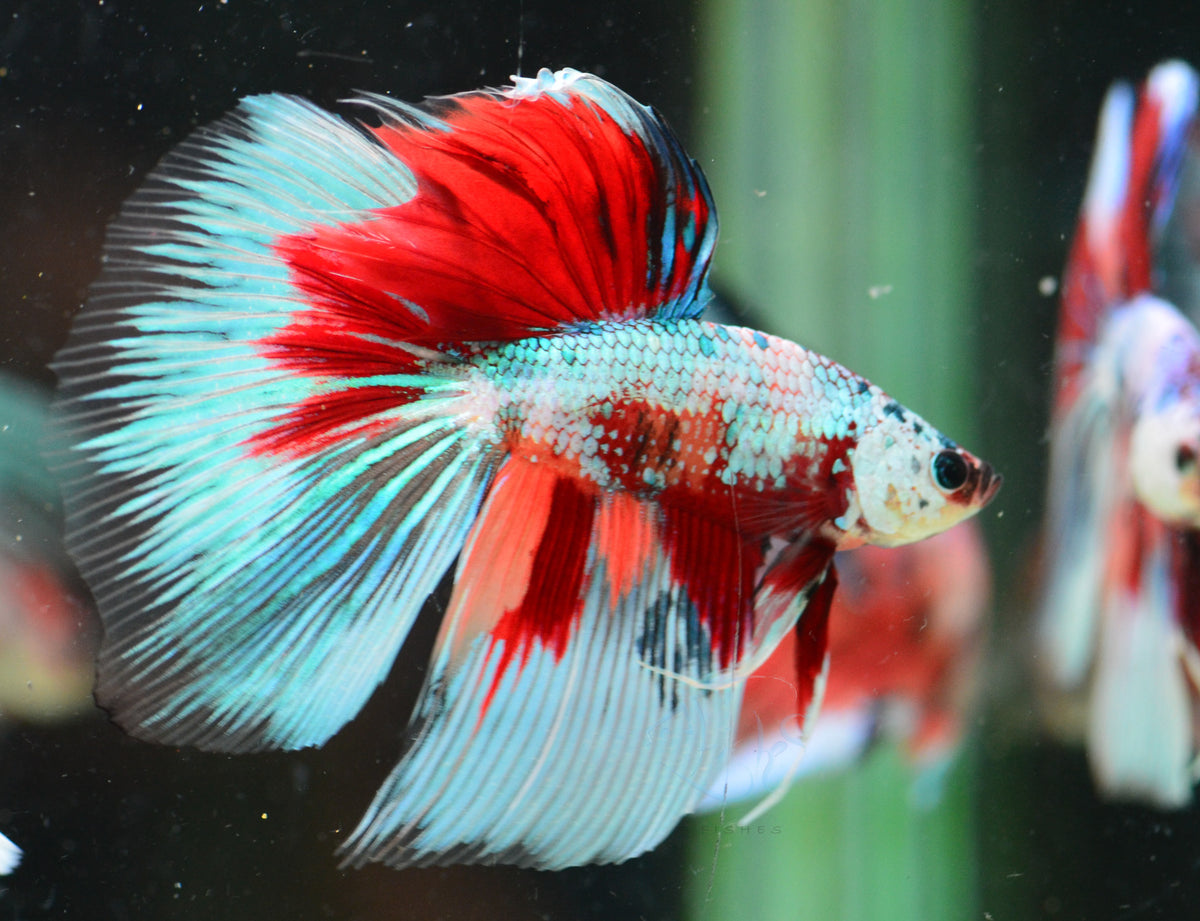 Giant Fancy Dragonscale Marble Delta-tail Male