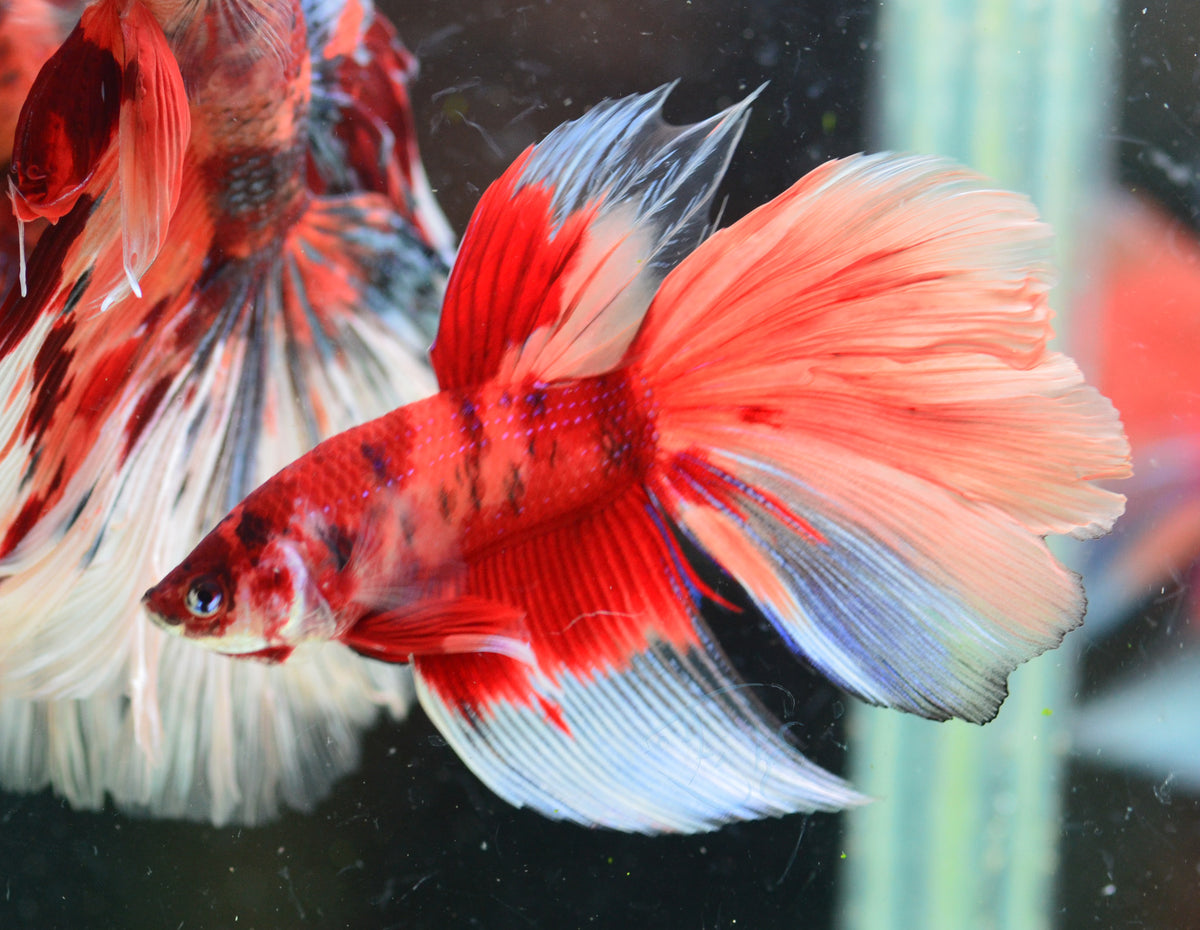 Giant Nemo Delta-tail Male