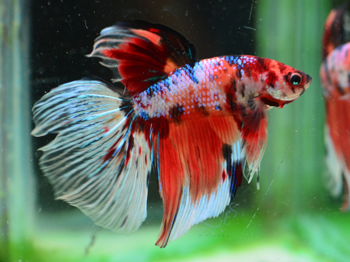 Giant Nemo Delta-tail Male