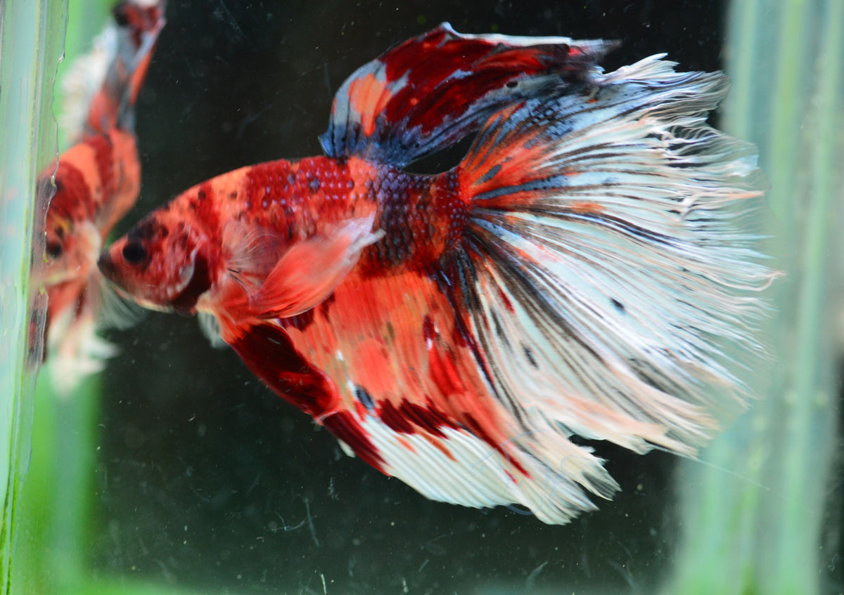 Giant Nemo Delta-tail Male