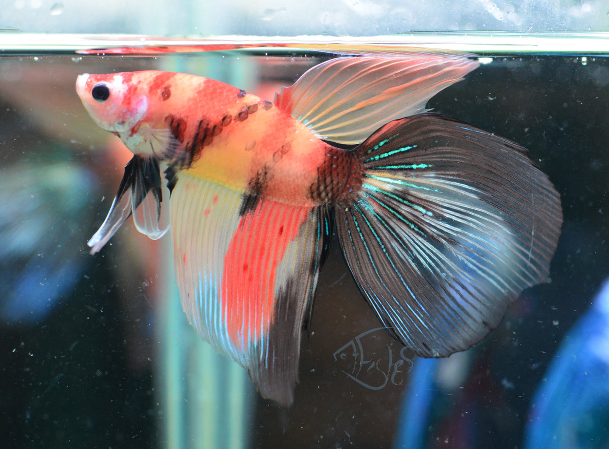 Giant Nemo Delta-tail Male