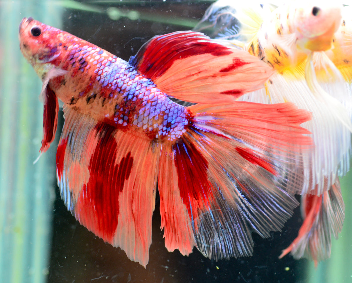 Giant Nemo Delta-tail Male