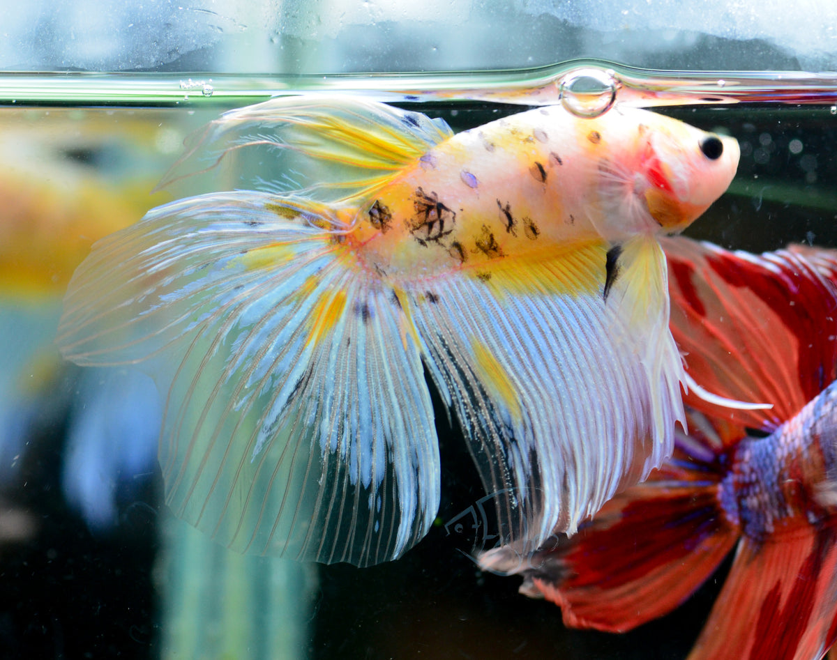 Giant Yellow Koi Delta-tail Male
