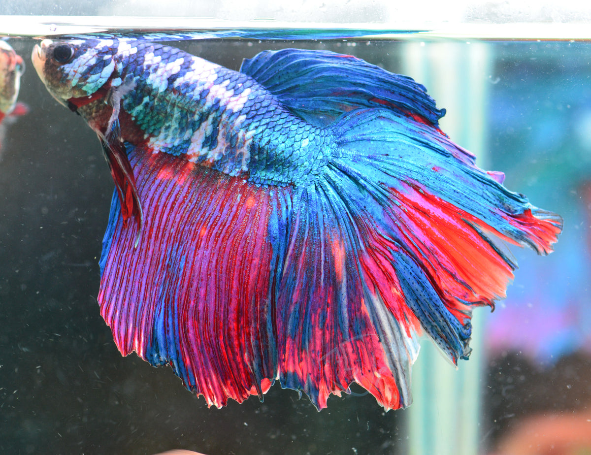 Giant Fancy Delta-tail Male