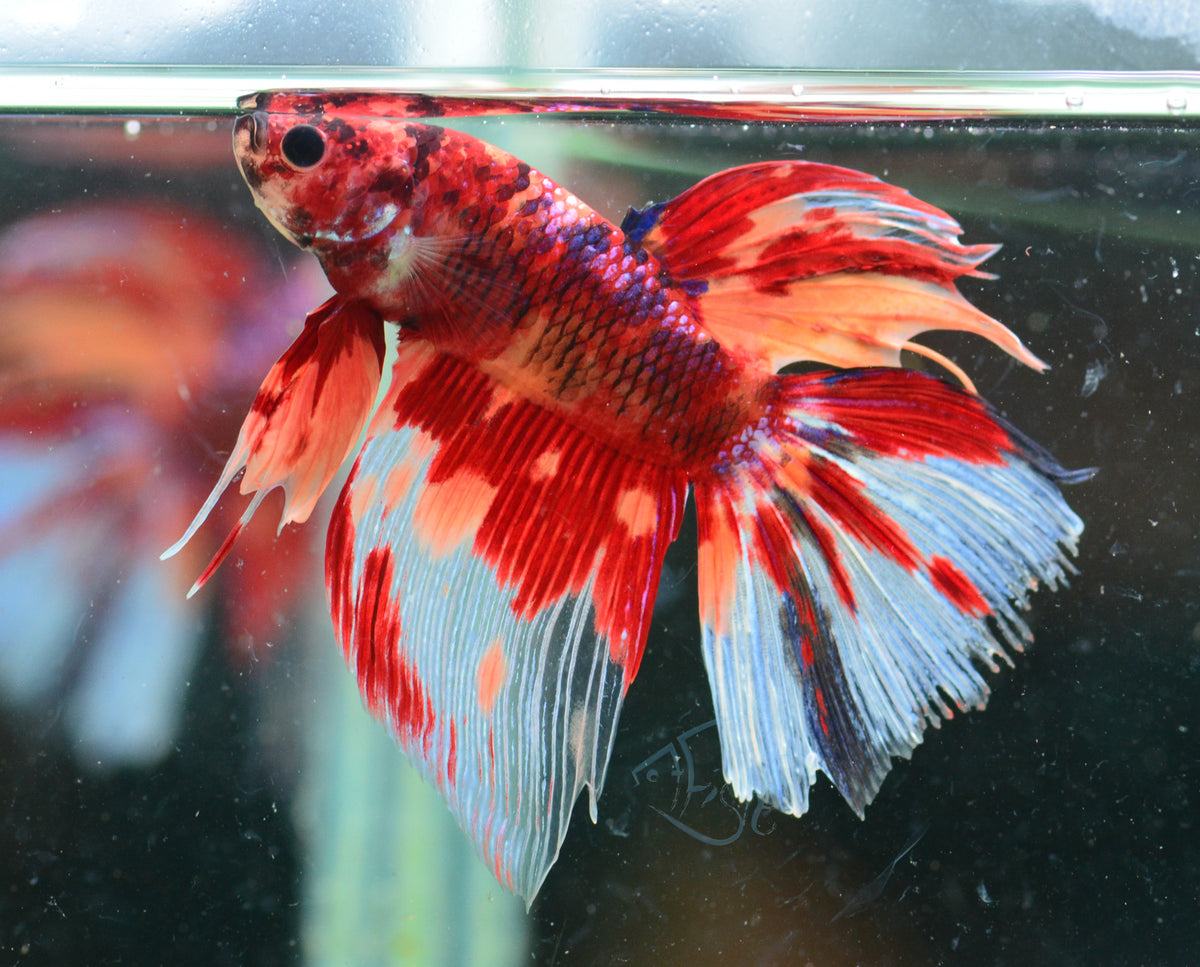 Giant Nemo Delta-tail Male