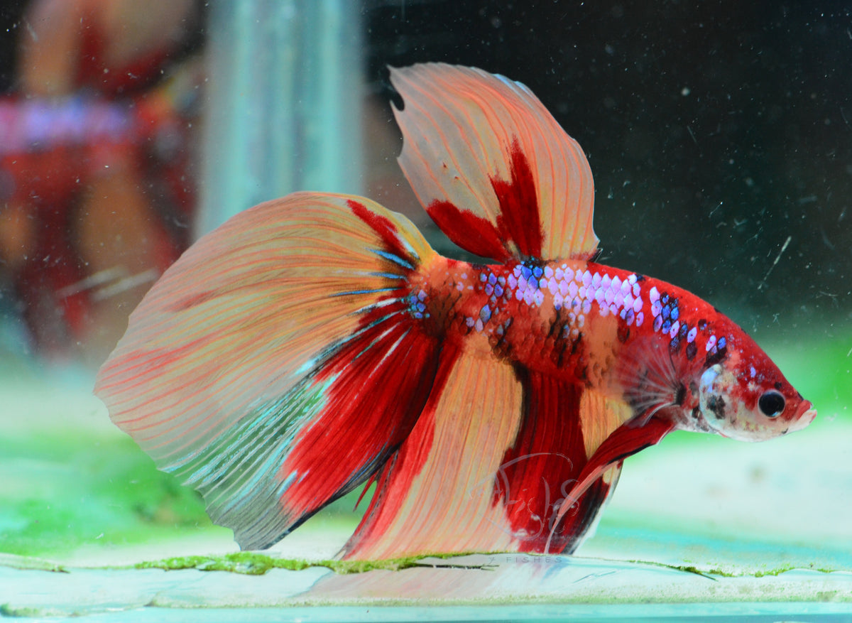 Giant Nemo Delta-tail Male