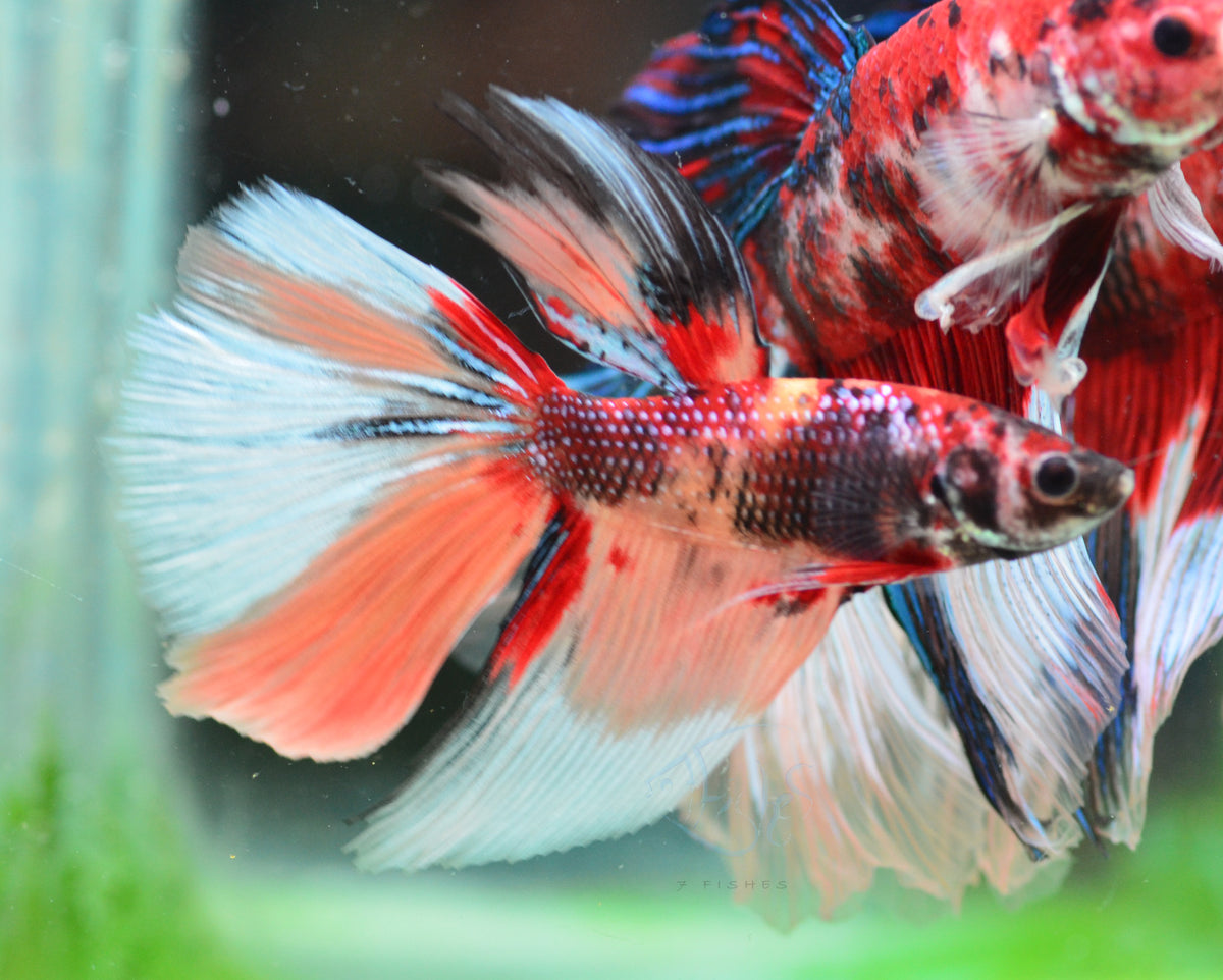 Giant Nemo Delta-tail Male