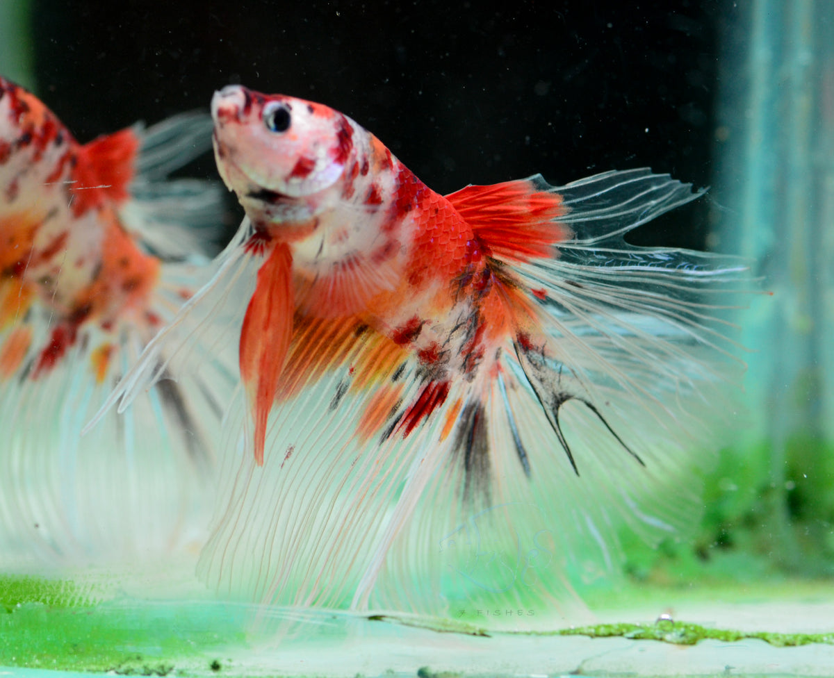 Giant Nemo Delta-tail Male
