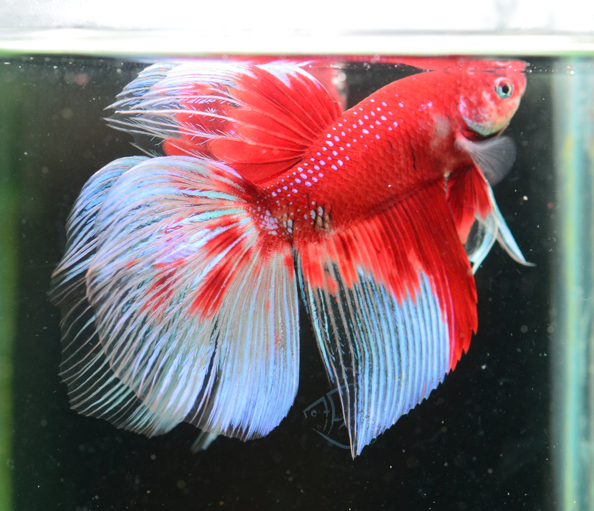 Giant Koi Delta-tail Male
