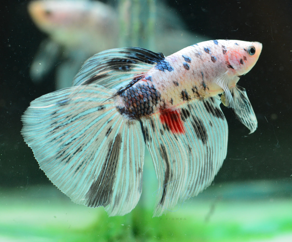 Giant Copper Koi Delta-tail Male