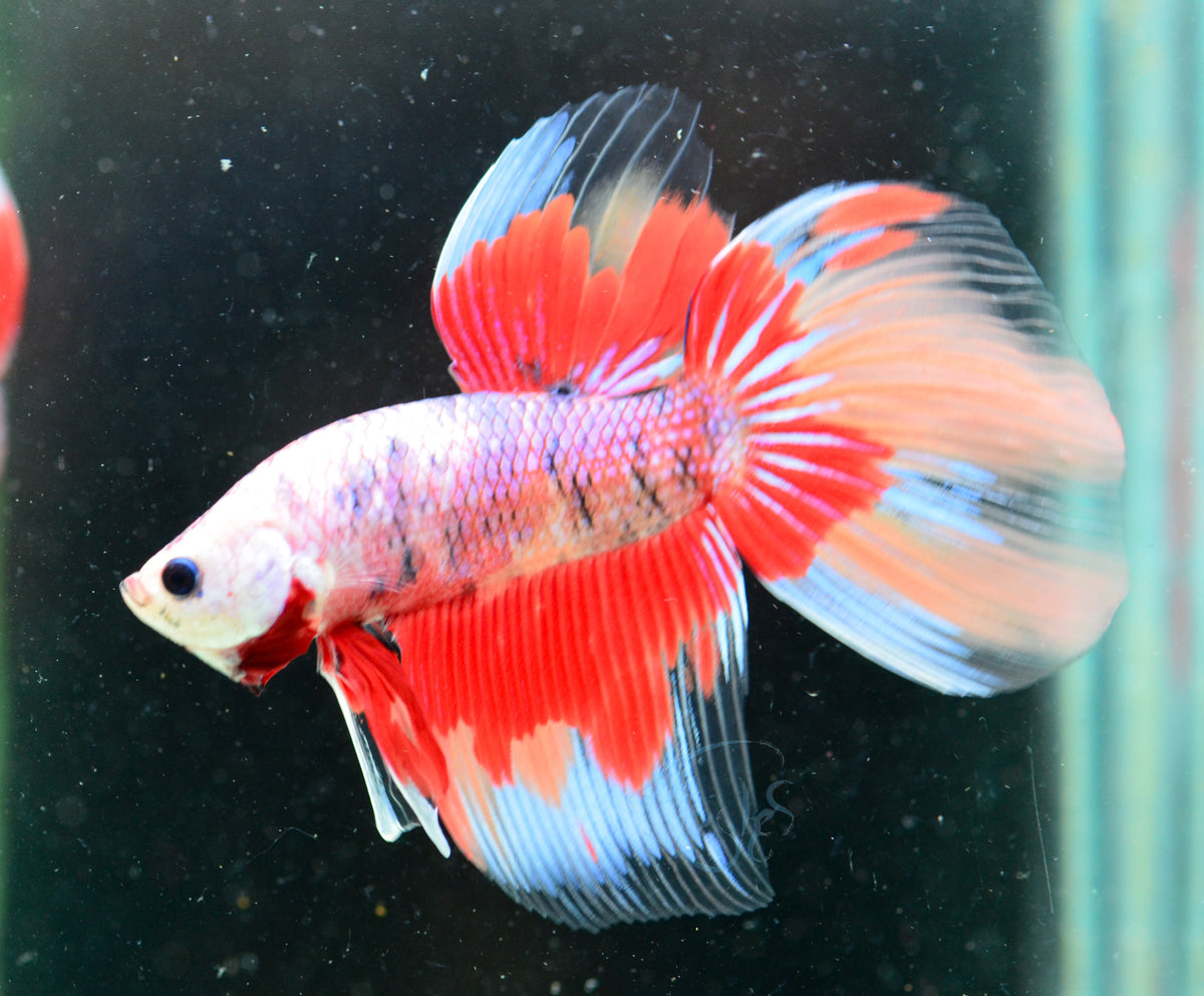 Giant Nemo Delta-tail Male