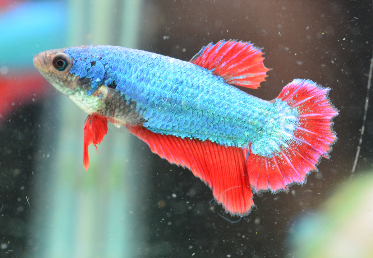 Bicolour Halfmoon Female