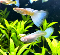 Albino Platinum Guppy Pair