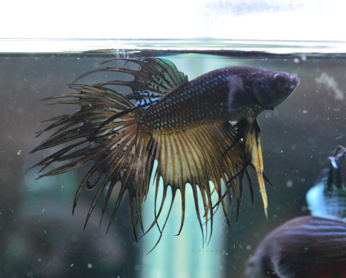 Black Orchid Crowntail Male