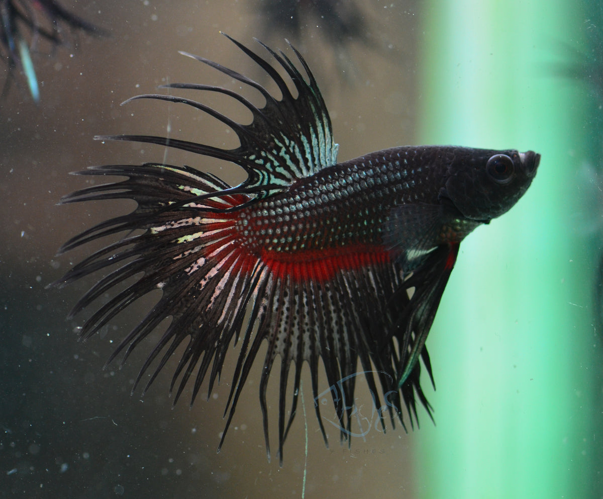 Black Orchid Crowntail Male