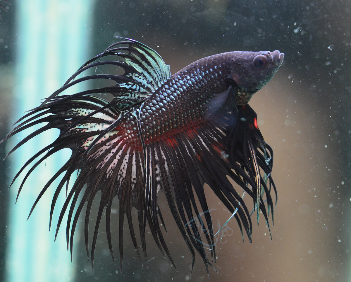 Black Orchid Crowntail Male
