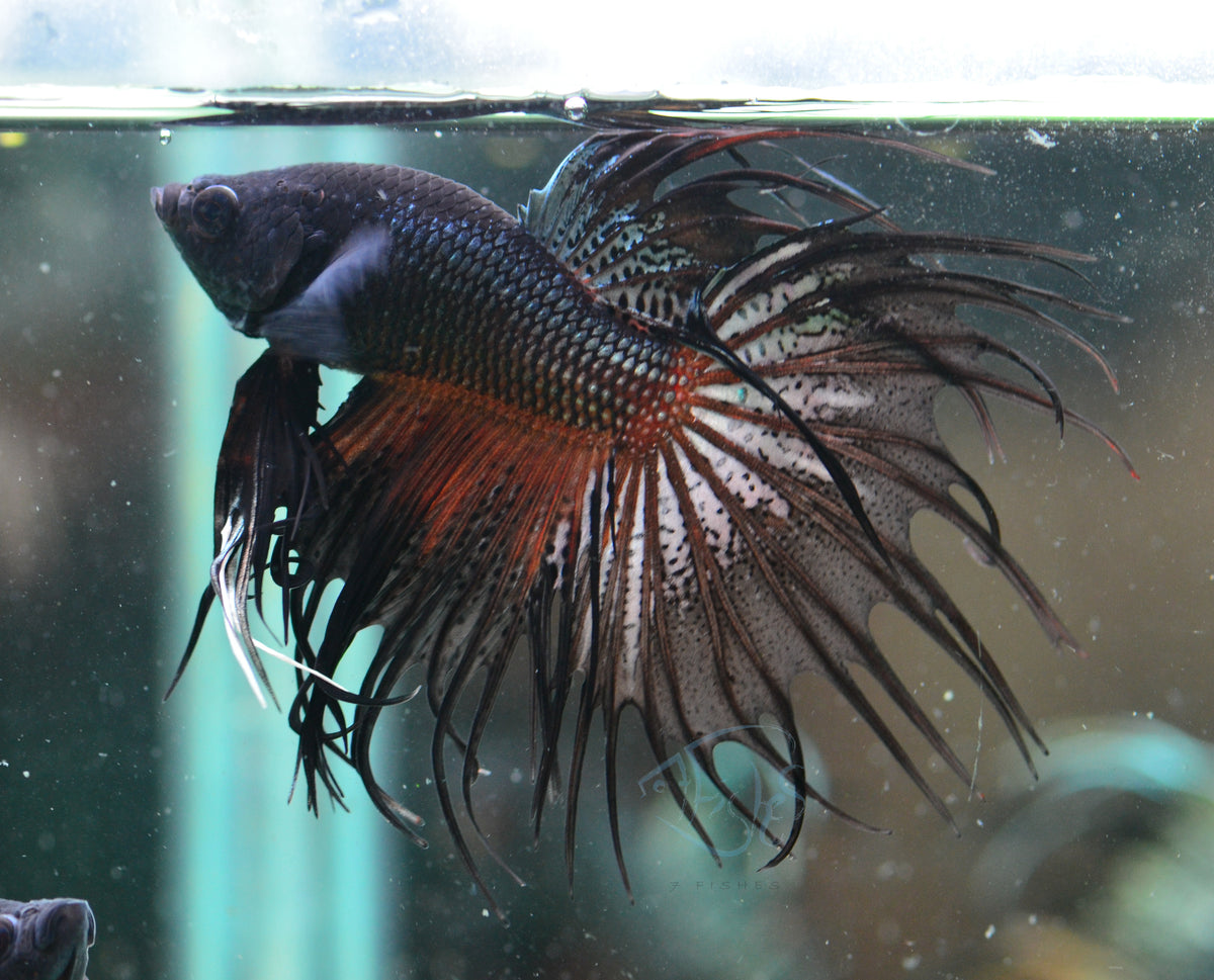 Black Orchid Crowntail Male