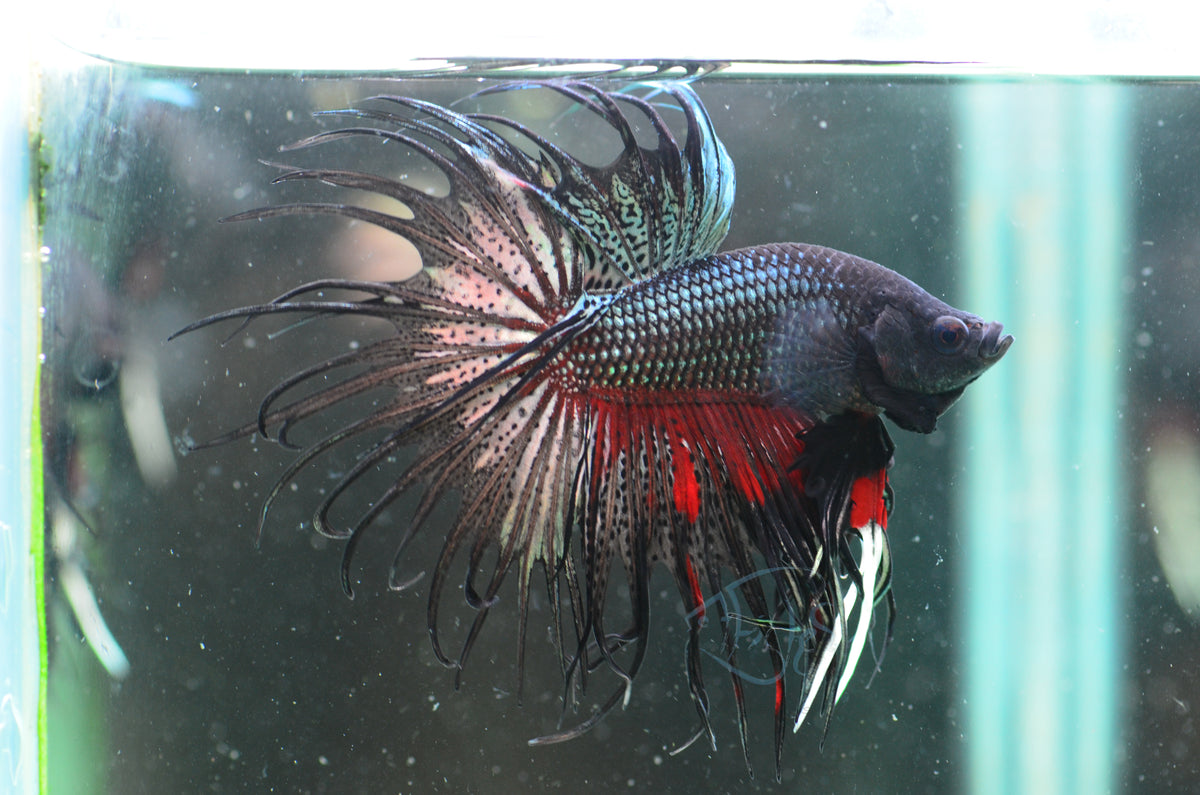 Black Orchid Crowntail Male