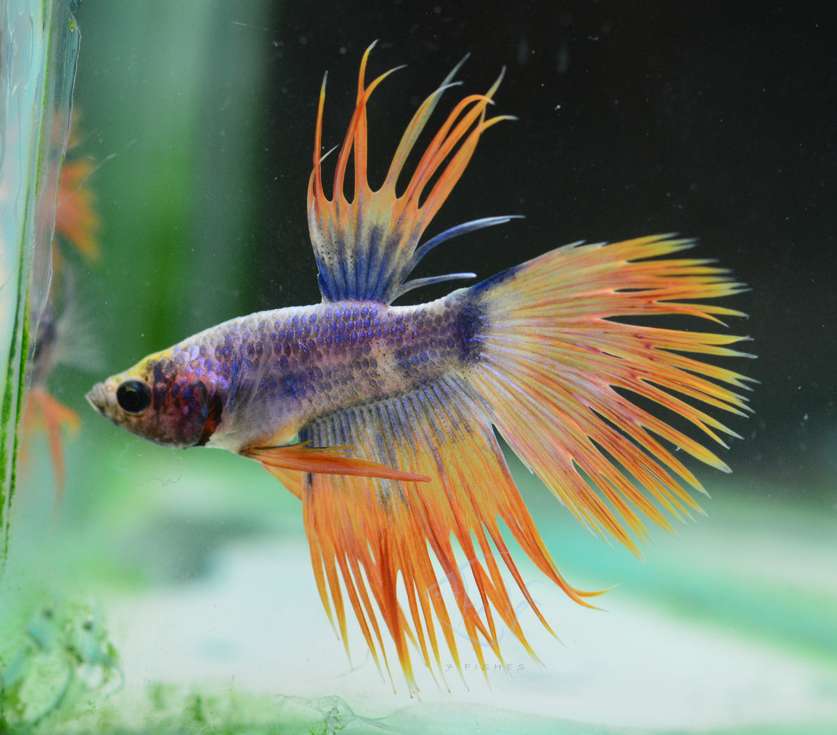 Grizzle Crowntail Male