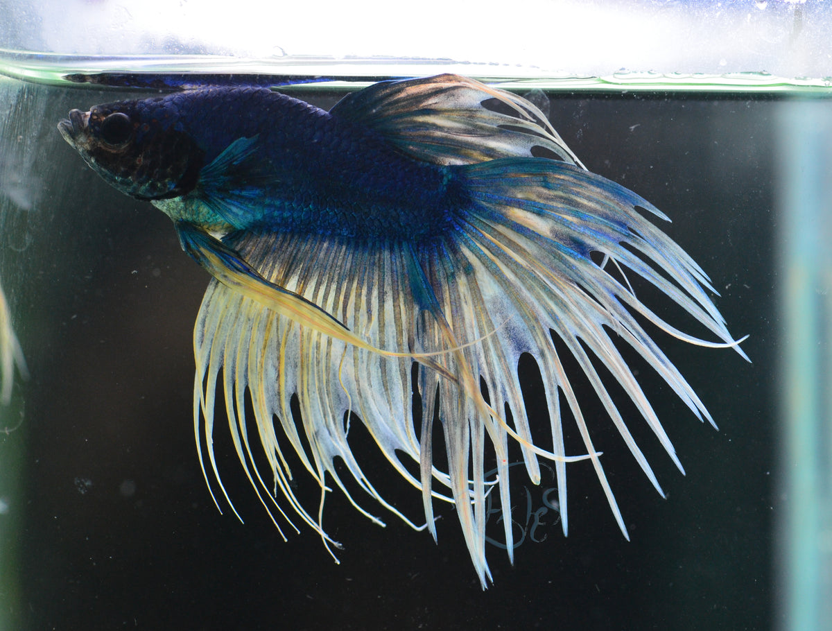 Blue Yellow Mascot Crowntail Male
