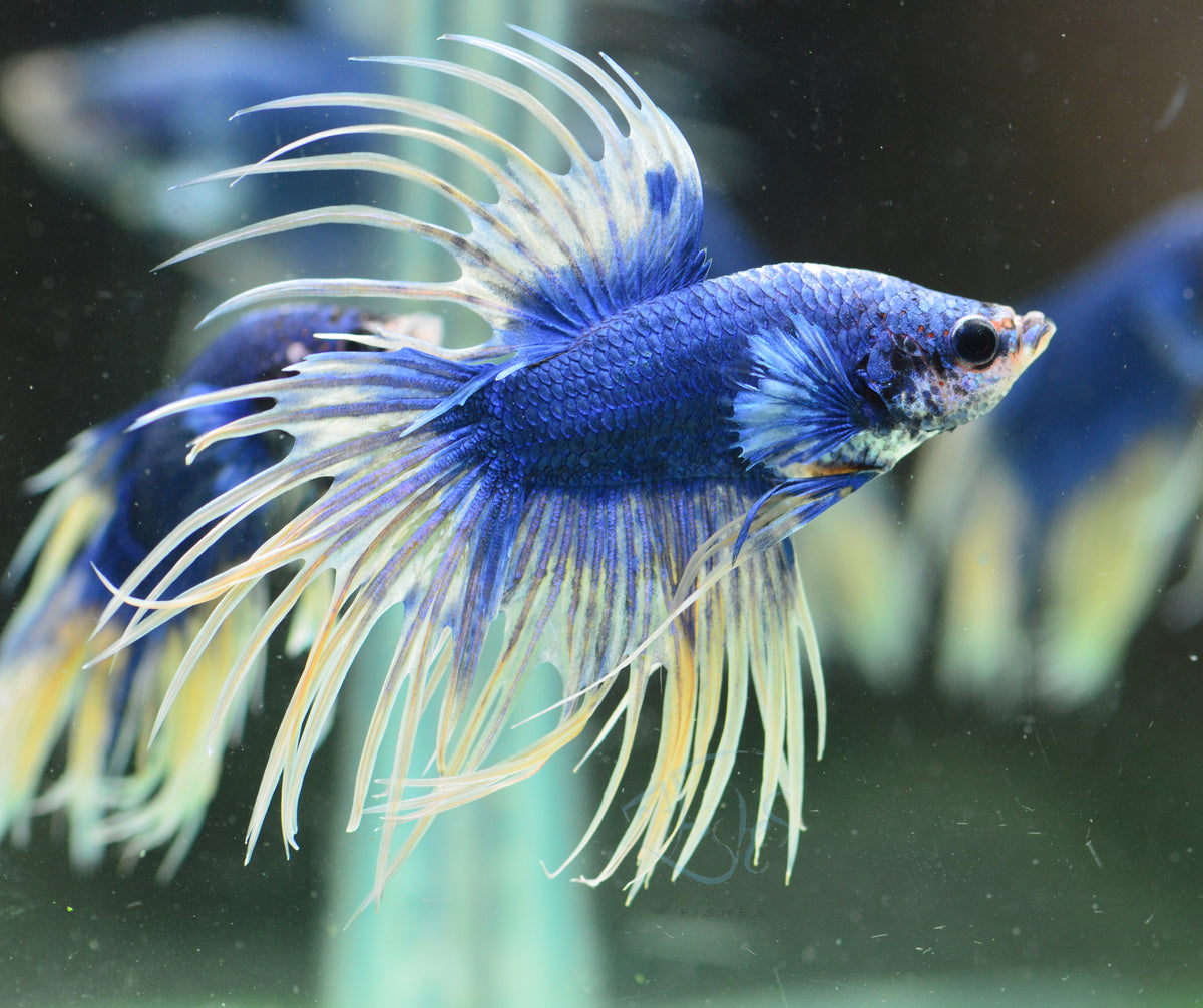 Blue Yellow Mascot Crowntail Male