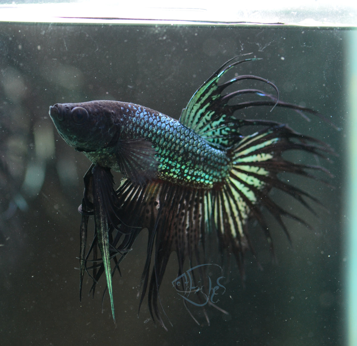 Black Orchid Crowntail Male
