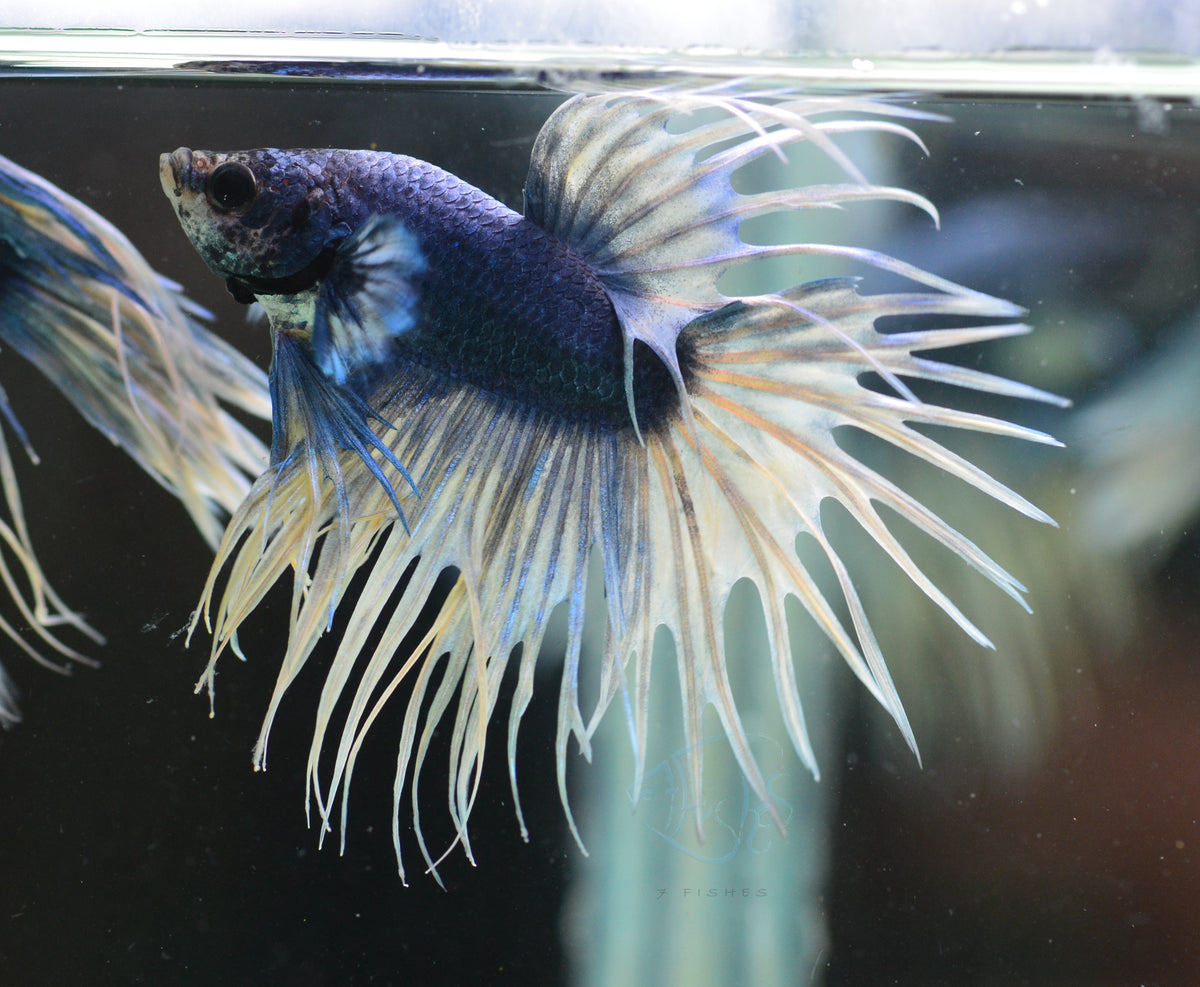 Blue Yellow Mascot Crowntail Male