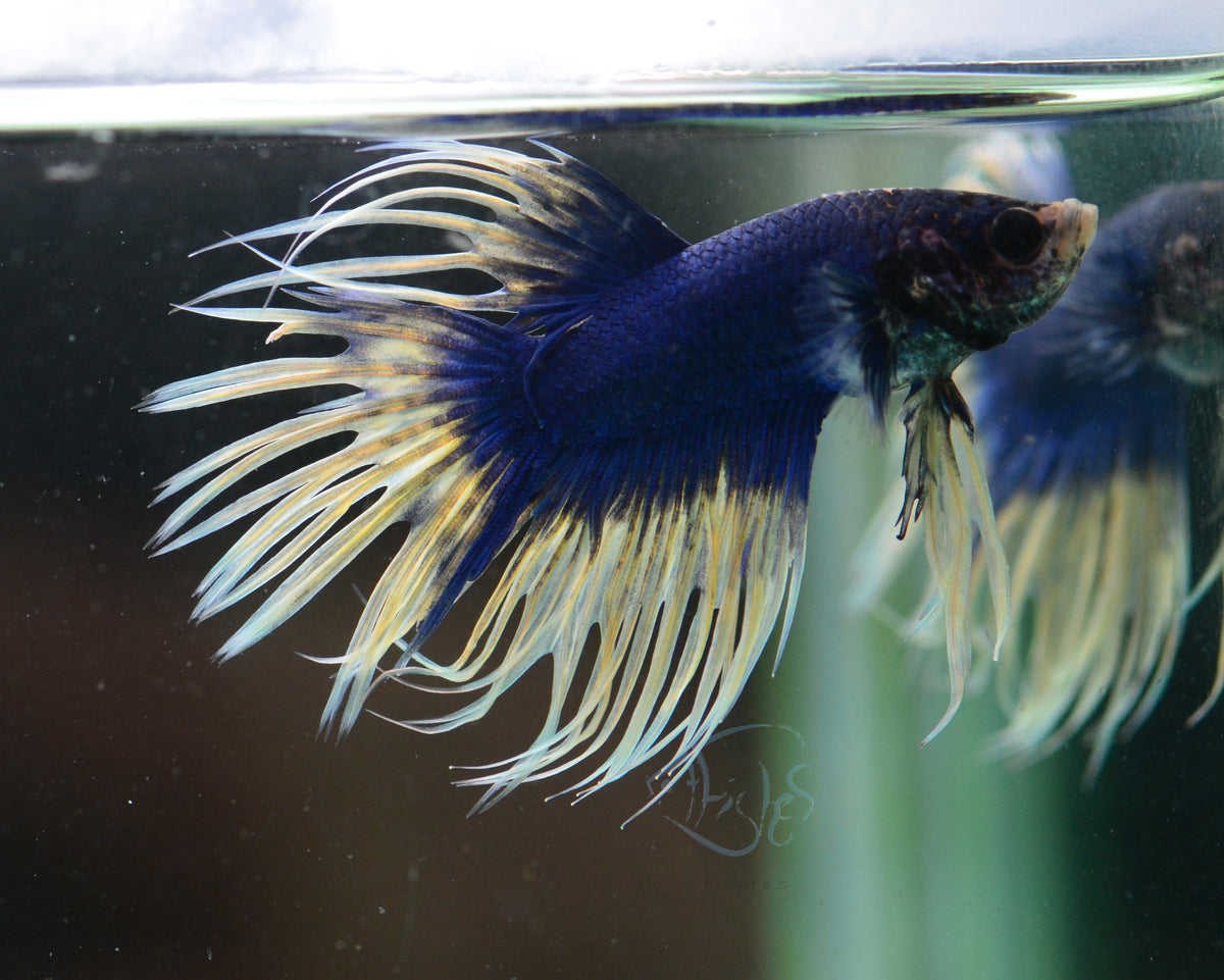 Blue Yellow Mascot Crowntail Male