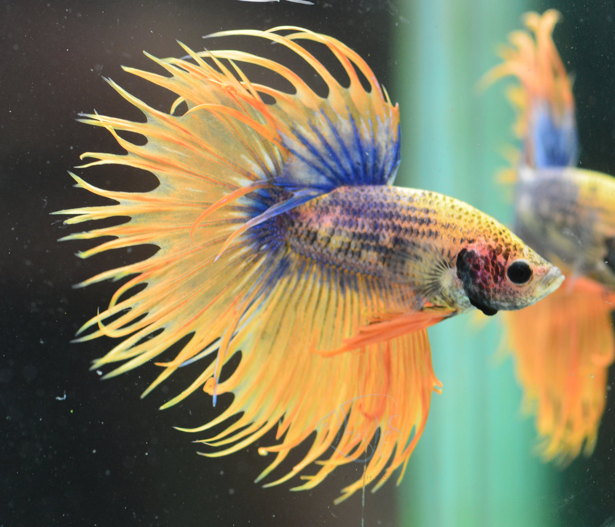 Grizzle Crowntail Male
